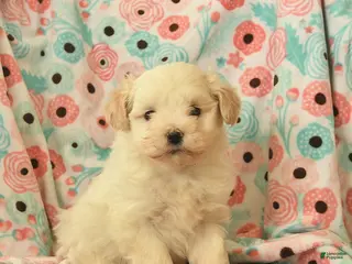 Maltipoo dogs Leo - Ad 8