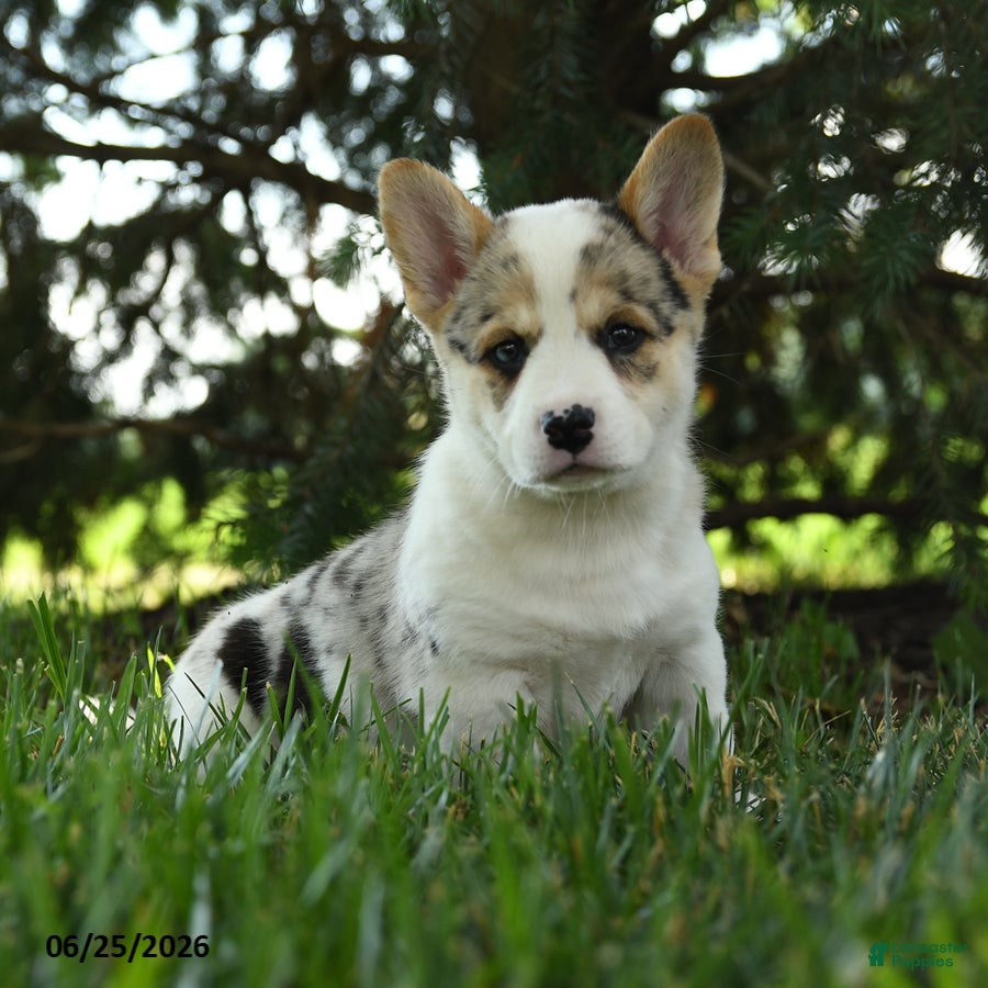 Mixed Breed dogs Aspen - Ad 1