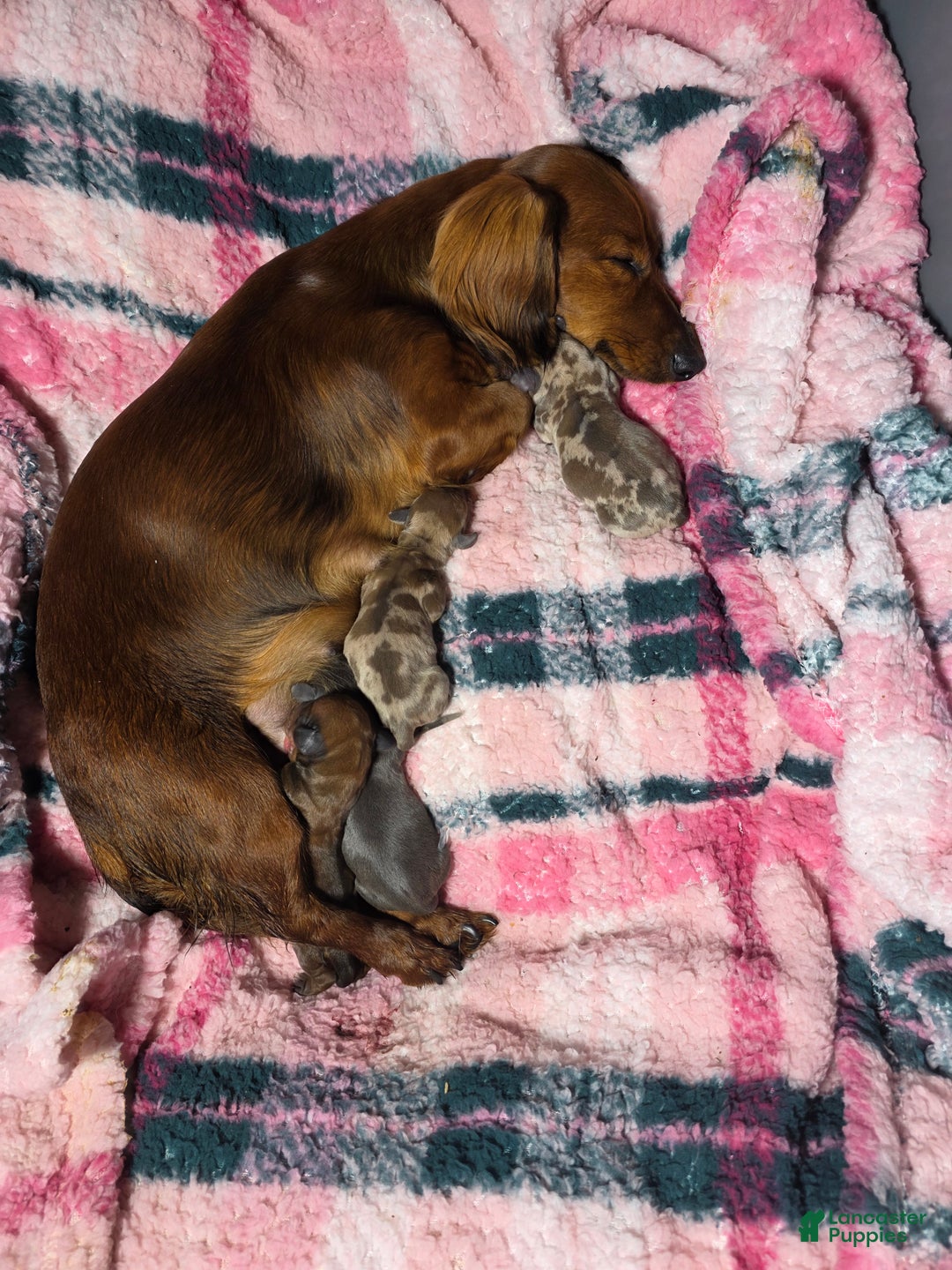 Miniature Dachshund dogs for sale: Samara - Ad 4