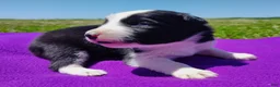 Border Collie dogs for sale: Piper - Ad 27
