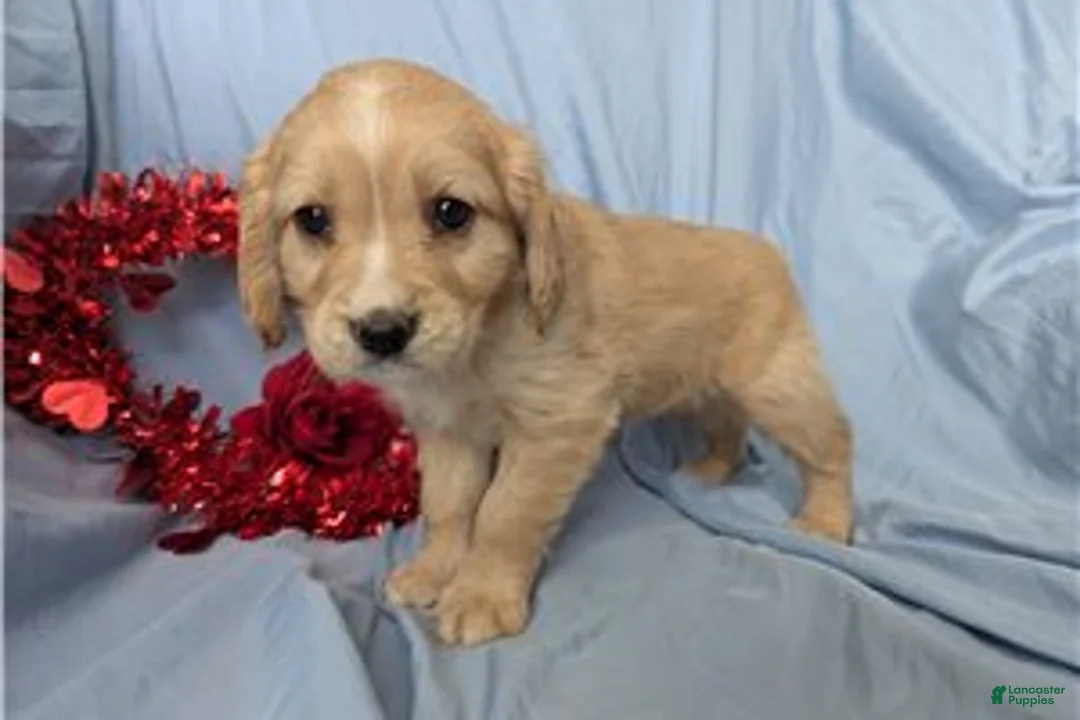 Mixed Breed dogs for sale: Rose - Ad 4