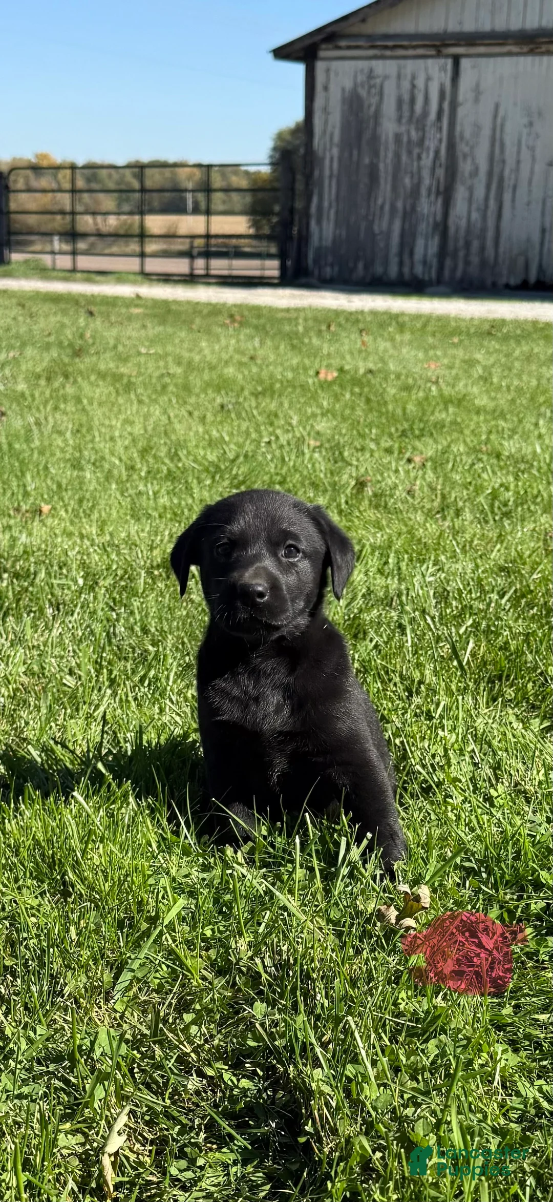 Labrador Retriever dogs for sale: Labrador Retriever 8 - Ad 1