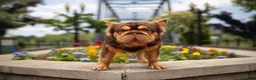 French Bulldog dogs for stud: Charlie Kirk  - Ad 4