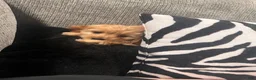 Cockapoo dogs for sale: Cockapoo 1 - Ad 5