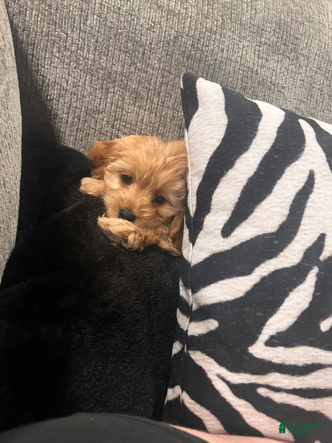 Cockapoo dogs for sale: Cockapoo 1 - Ad 5