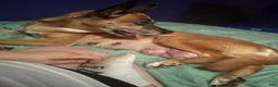 Mixed Breed dogs for sale: Mixed Breed 2 - Ad 2