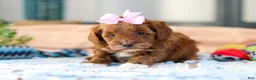 Cavapoo dogs for sale: Amber - Ad 5