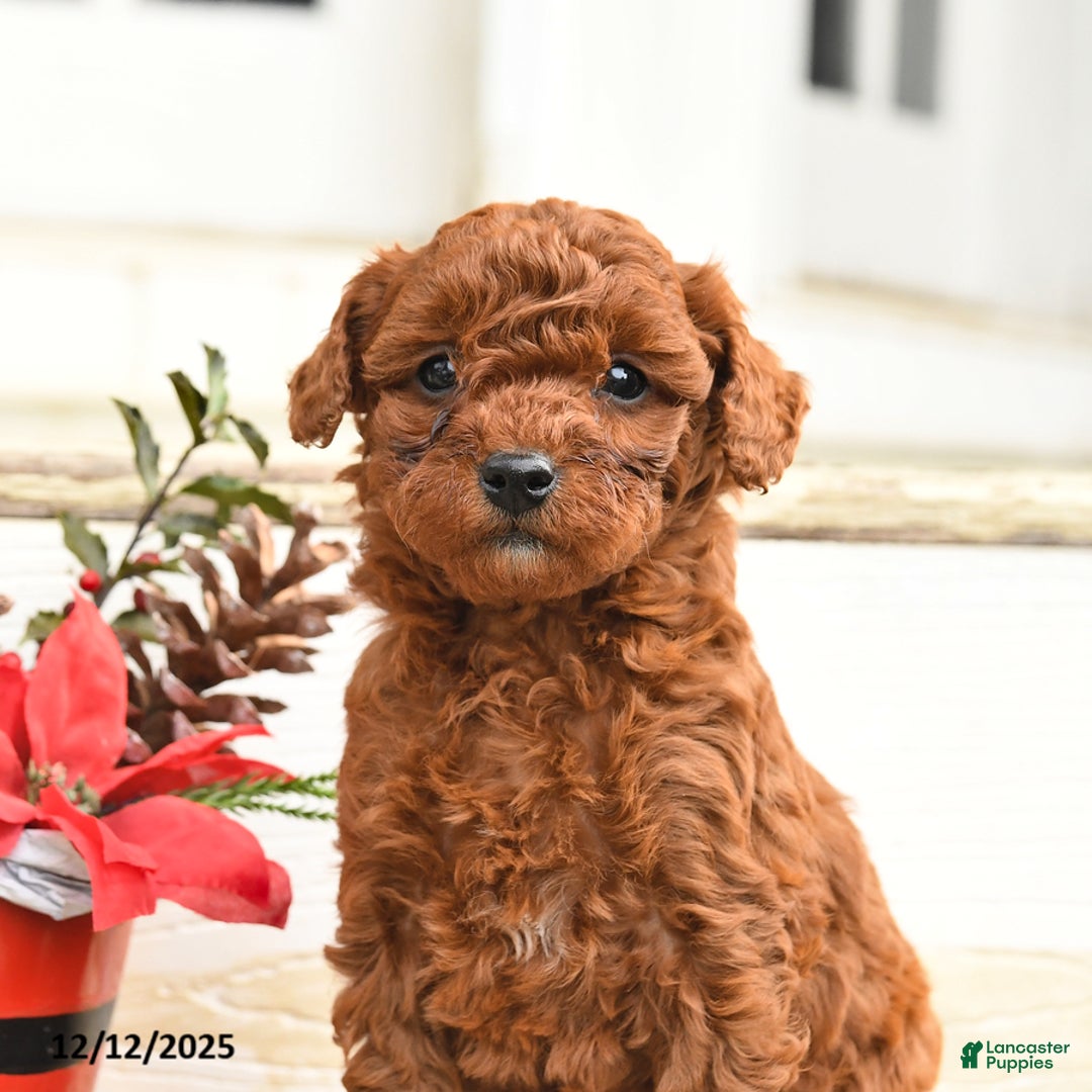 Miniature Labradoodle dogs for sale: Annabelle - Ad 2