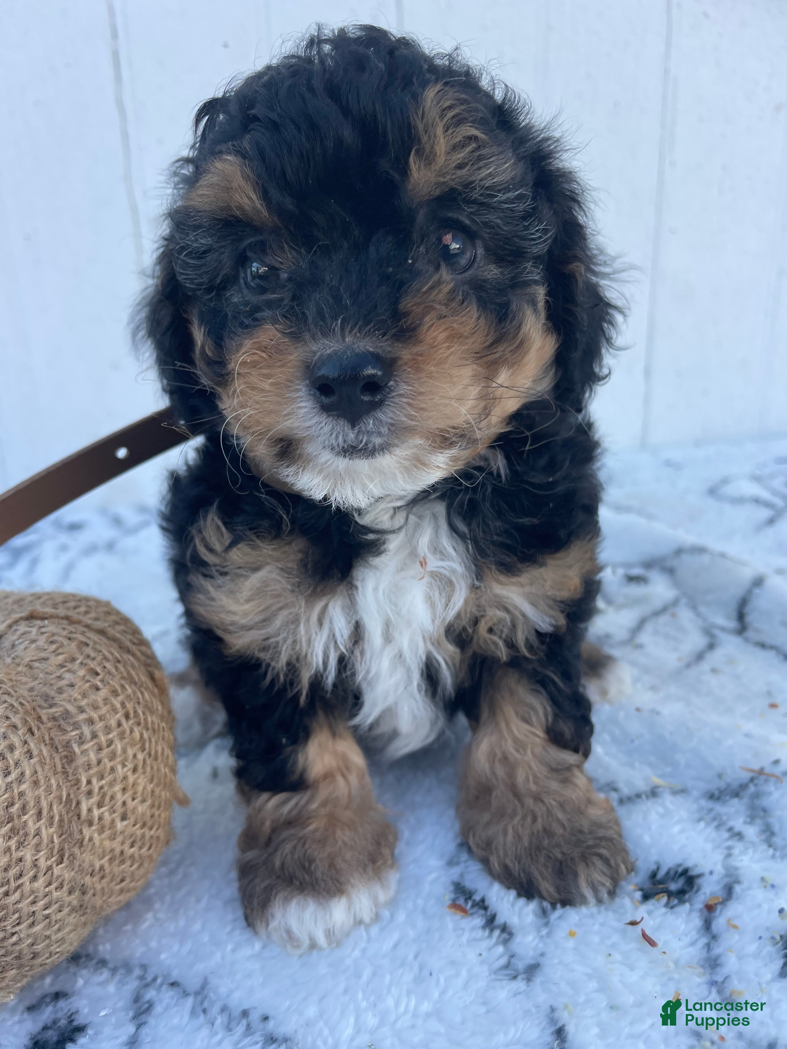 Yorkiepoo dogs for sale: Mabel - Ad 35