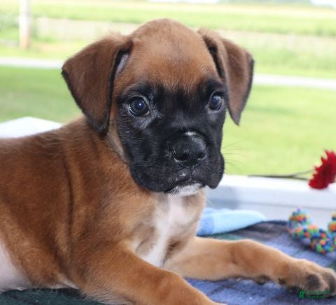 Boxer dogs Malcolm -Champ lines - Ad 2