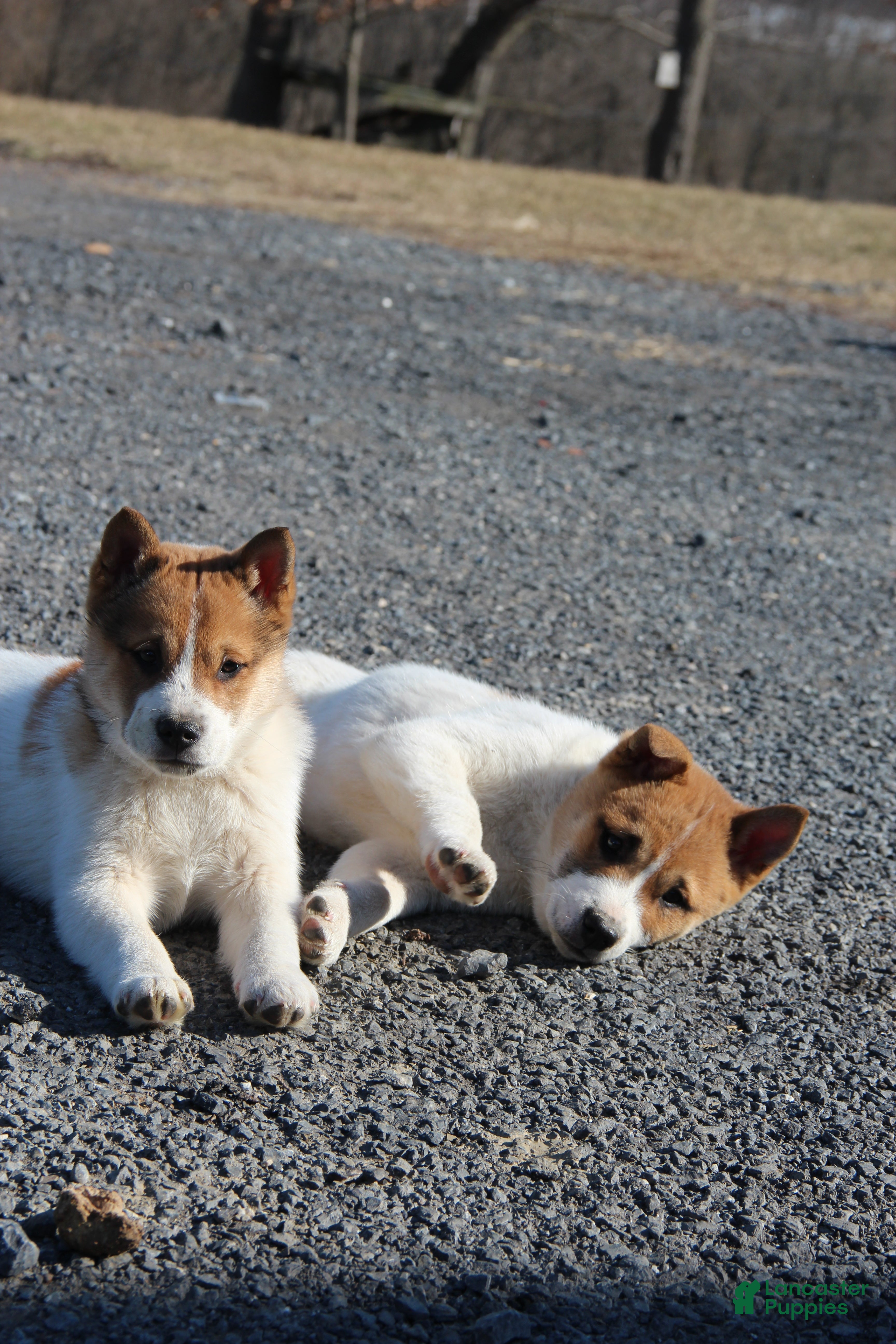 Mixed Breed dogs Frederick - Ad 2