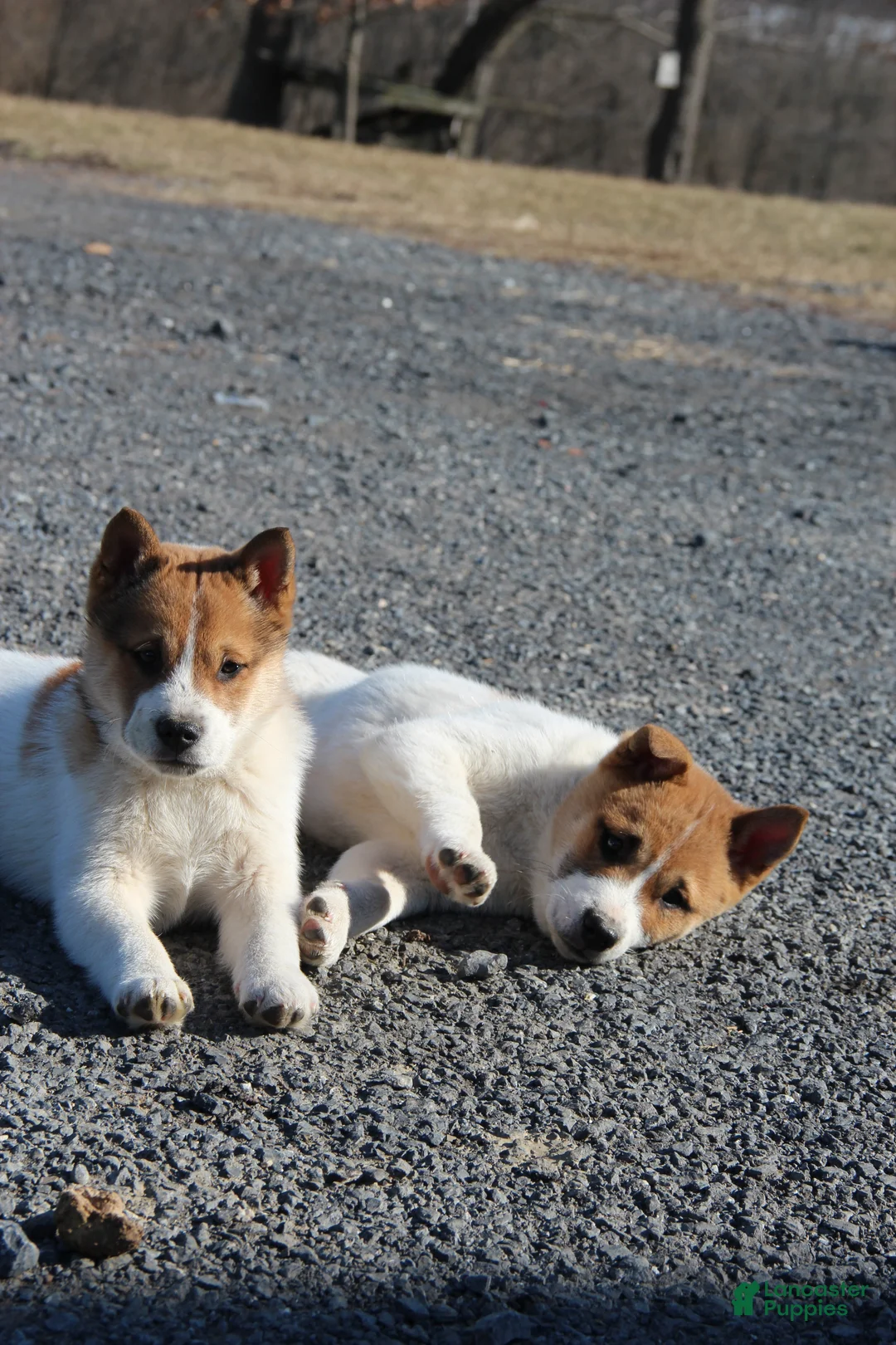 Mixed Breed dogs for sale: Frederick - Ad 2