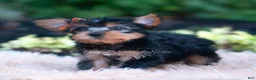 Yorkshire Terrier dogs for sale: Fizzlepop - Ad 4