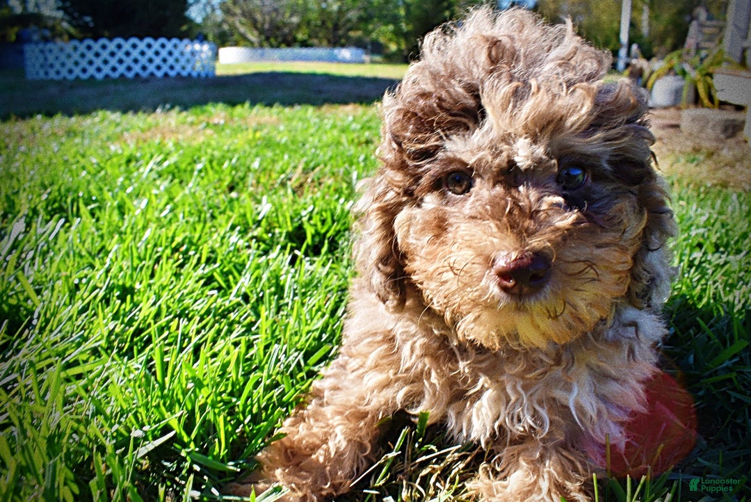 Havapoo dogs for sale: Jackson - Ad 17