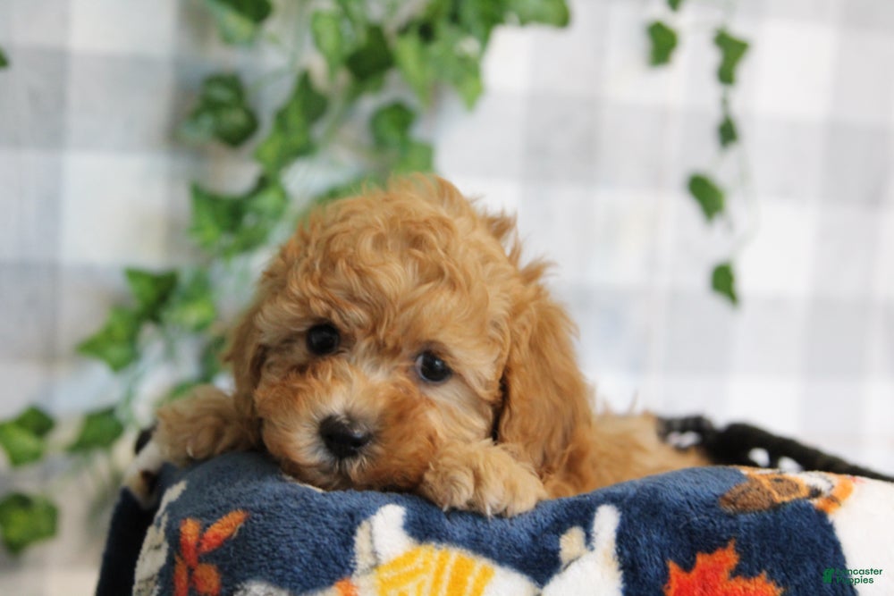 Cavapoo dogs for sale: Ivy - Ad 1