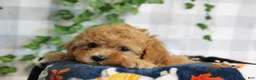 Cavapoo dogs for sale: Ivy - Ad 1