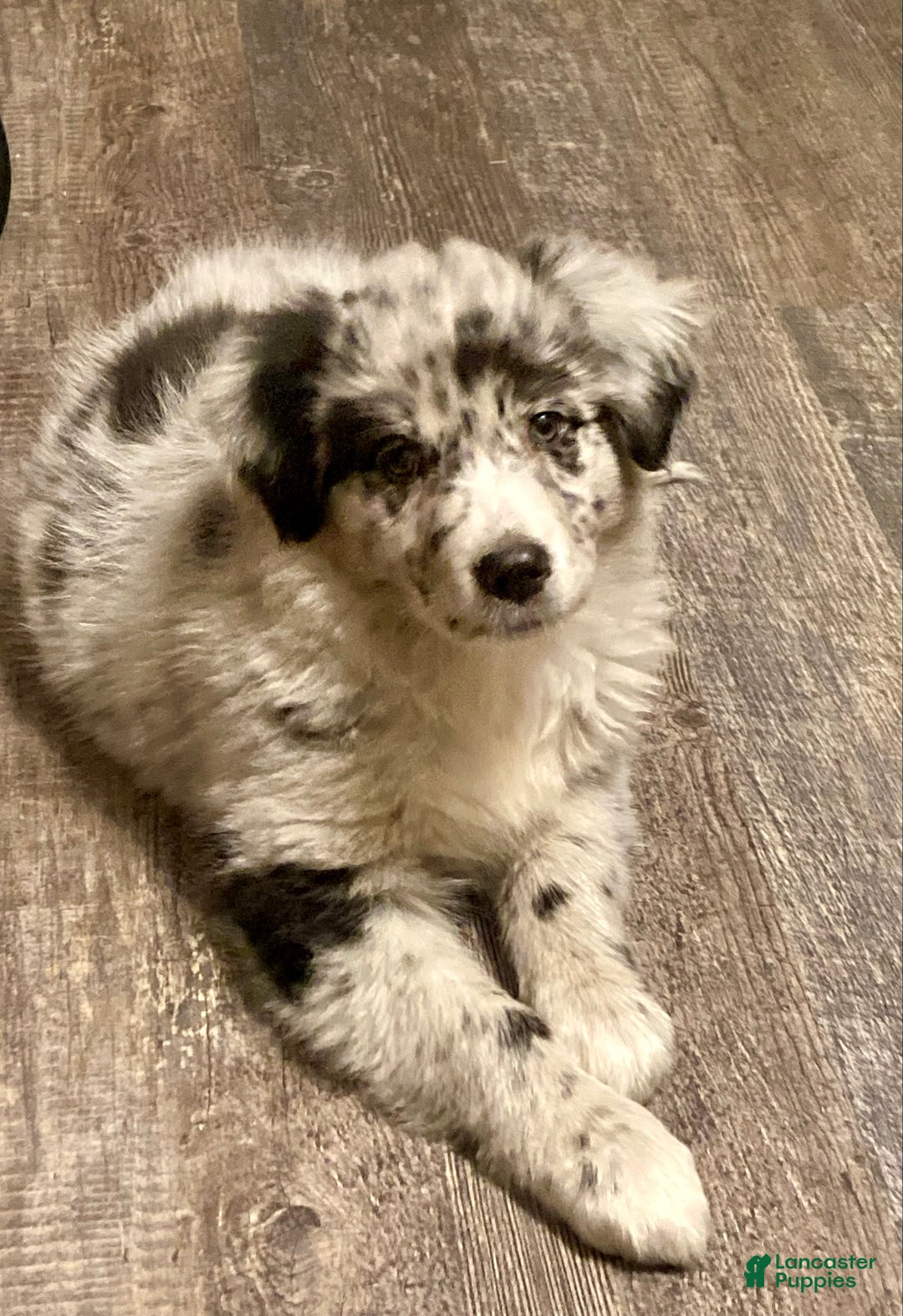 Mixed Breed dogs for sale: Allie - Ad 1