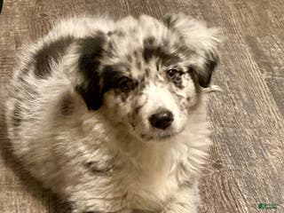 Mixed Breed dogs Allie - Ad 38