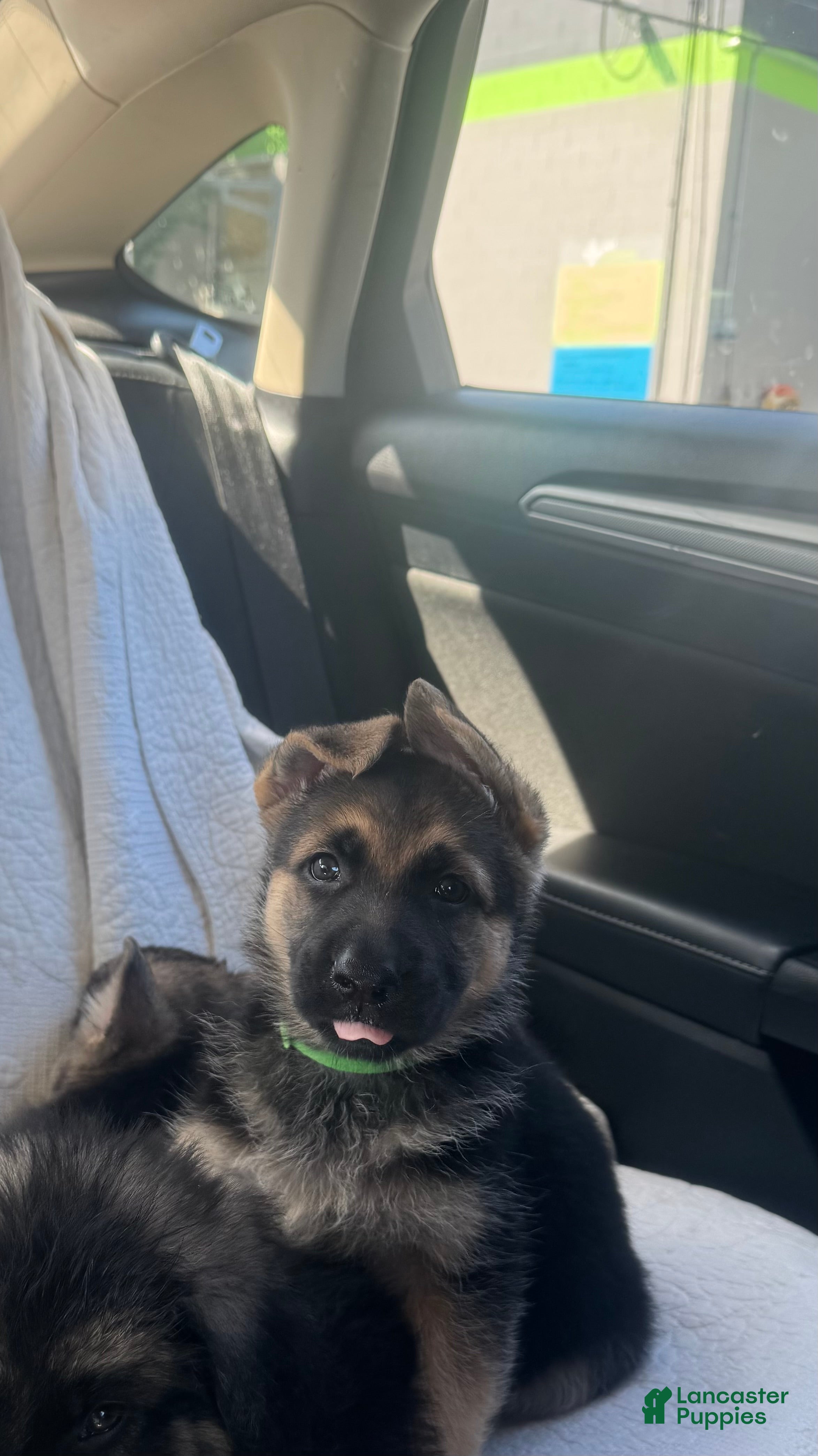 German Shepherd dogs Light Green Female - Ad 3