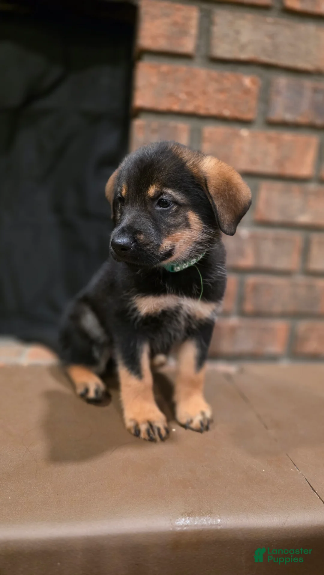Mixed Breed dogs for sale: Green - Ad 1