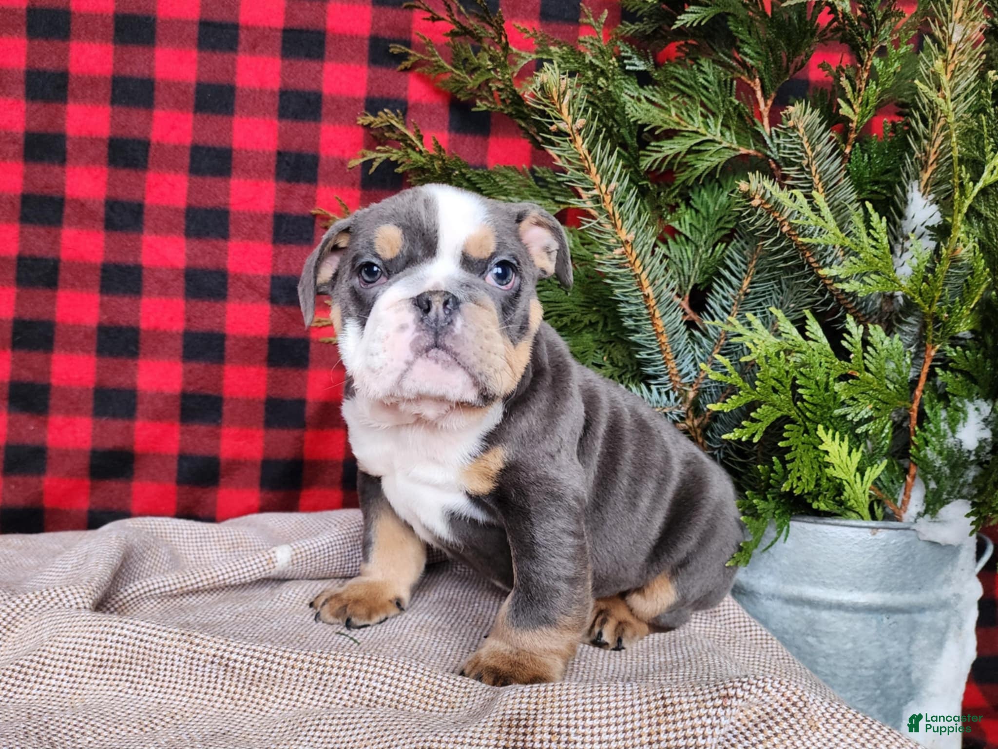 English Bulldog dogs Elliot - Ad 8