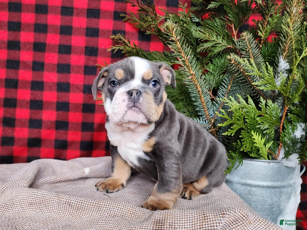 English Bulldog dogs for sale: Elliot - Ad 13
