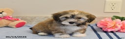 Havanese dogs for sale: Buffy - Ad 4