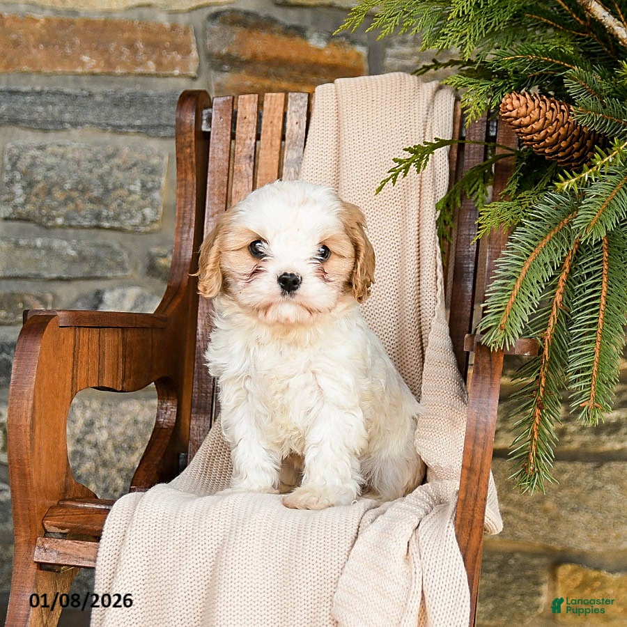 Cavapoo dogs Cookie - Ad 14