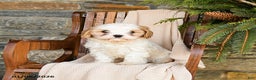 Cavapoo dogs for sale: Cookie - Ad 1