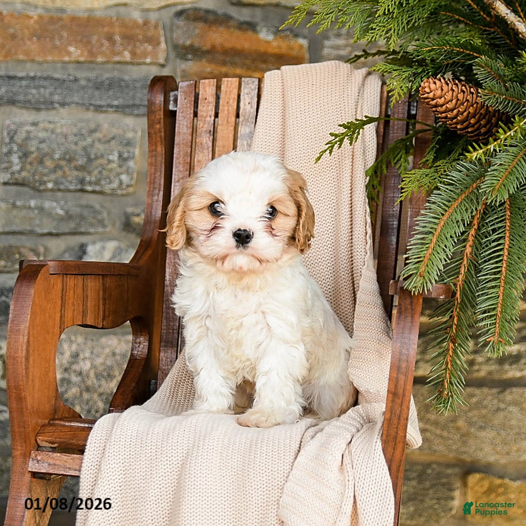 Cavapoo dogs for sale: Cookie - Ad 1