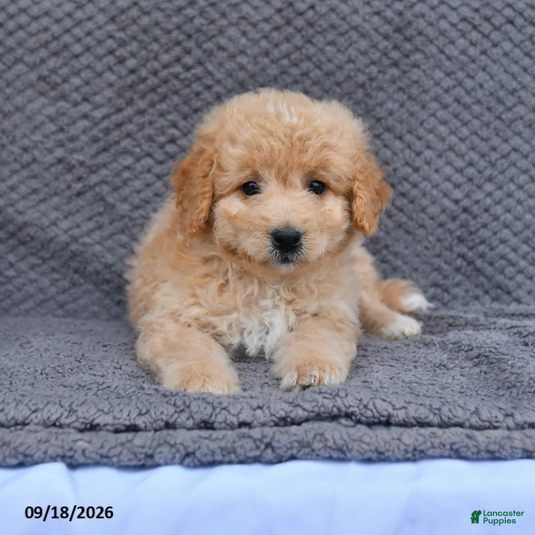Mini Aussiedoodle dogs for sale: Reno - Ad 1