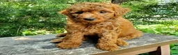 Mini Goldendoodle dogs for sale: Penny - Ad 8