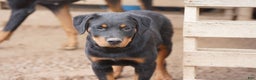 Rottweiler dogs for sale: Raja M1 - Ad 1