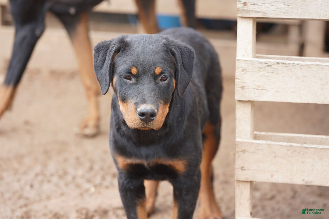 Rottweiler dogs for sale: Raja M1 - Ad 1