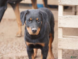 Rottweiler dogs Raja M1 - Ad 3