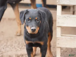 Rottweiler dogs Raja M1 - Ad 2