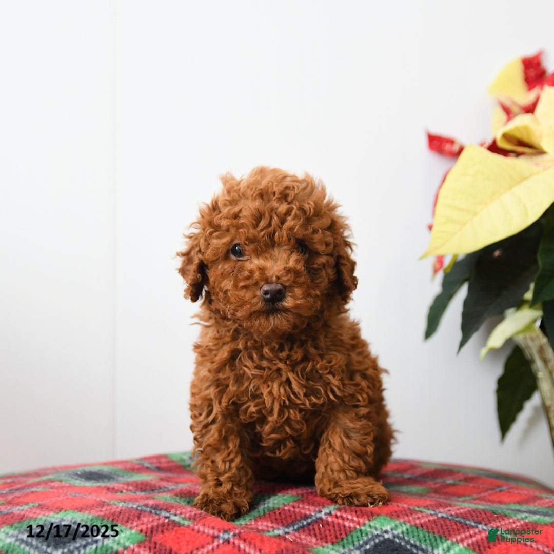 Miniature Poodle dogs for sale: Rooster - Ad 2