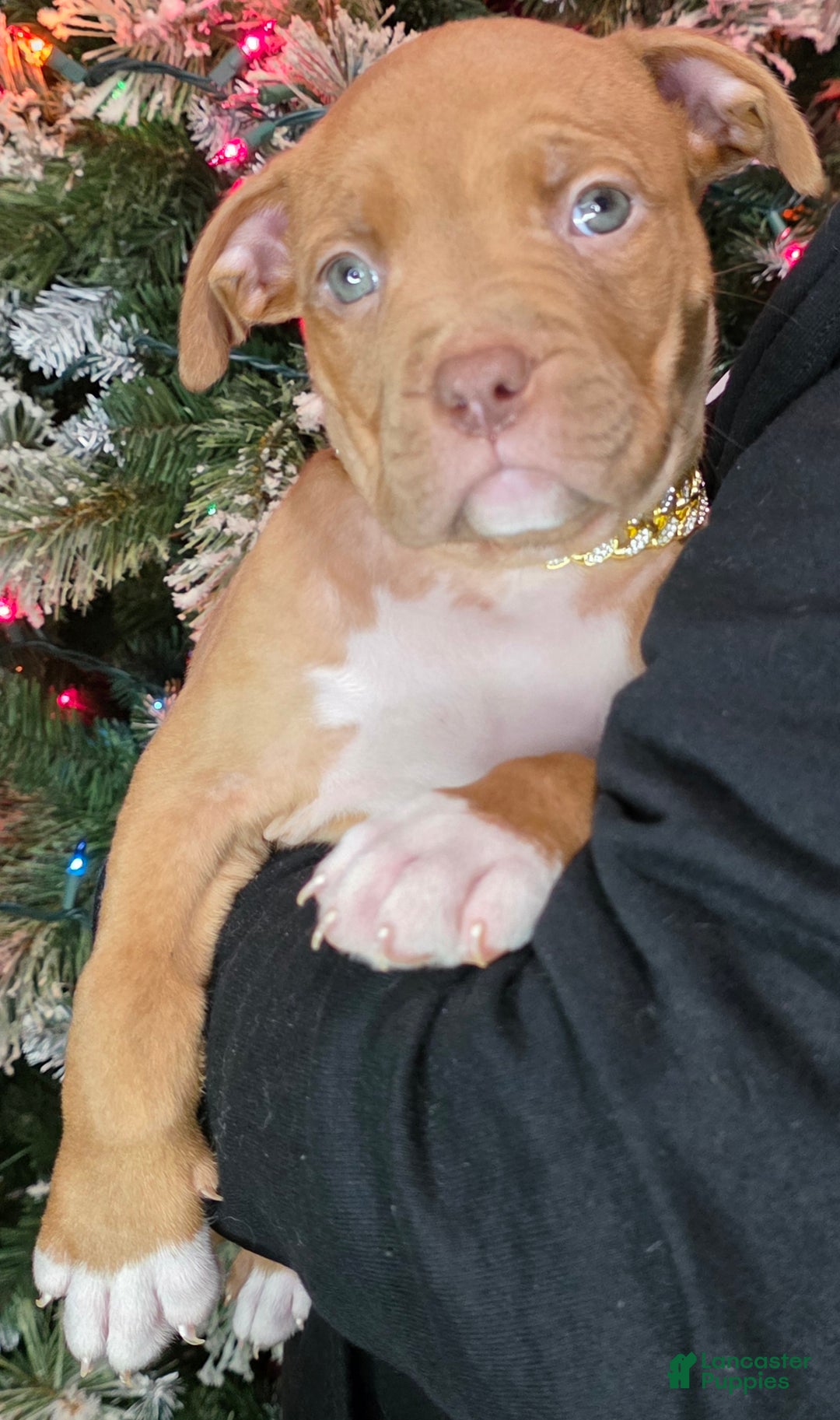 American Pit Bull Terrier dogs for sale: Roxie  - Ad 2