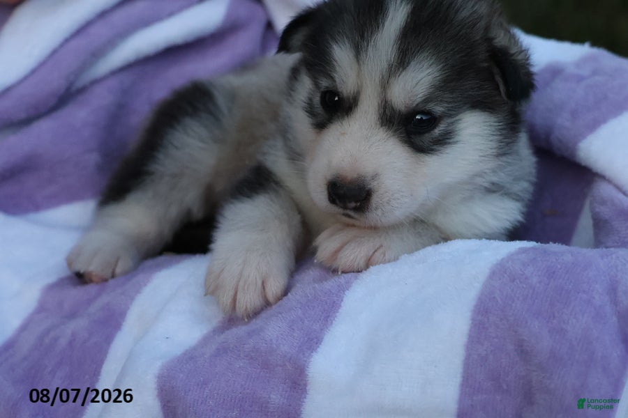 Alaskan Malamute dogs Glacier - Ad 2