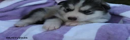 Alaskan Malamute dogs for sale: Glacier - Ad 2
