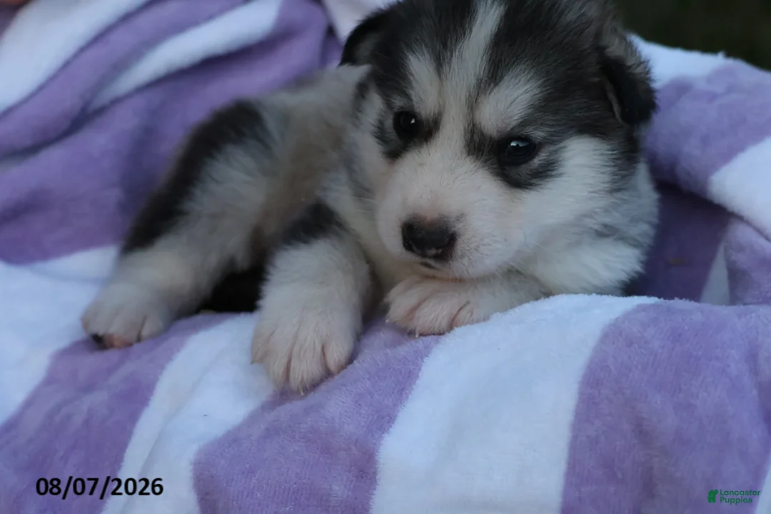 Alaskan Malamute dogs for sale: Glacier - Ad 2