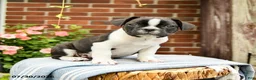 Frenchton dogs for sale: Declan - Ad 4