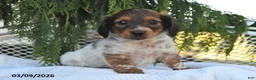 Miniature Dachshund dogs for sale: Winston - Ad 4