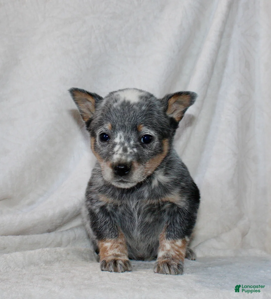 Australian Cattle Dog dogs for sale: Lindor - Ad 1