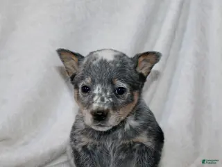 Australian Cattle Dog dogs Lindor - Ad 6