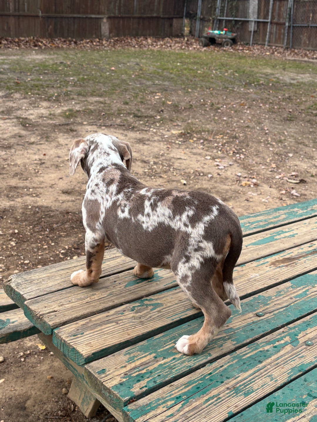 American Bully dogs for sale: Twilight - Ad 3