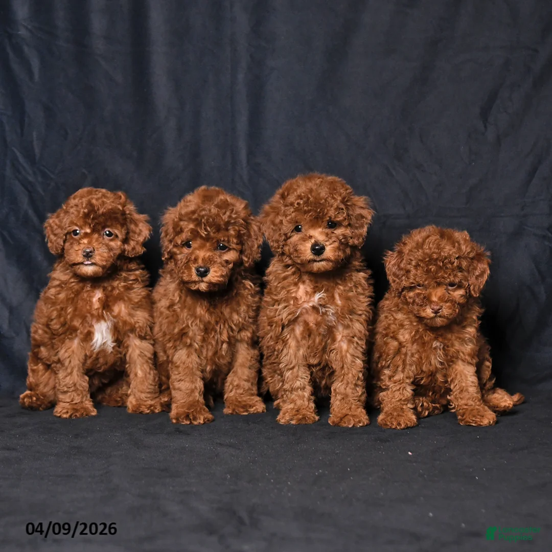 Toy Poodle dogs for sale: Wiggles - Ad 5