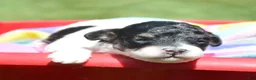 Bernedoodle dogs for sale: Betty Bernedoodle 4 - Ad 7