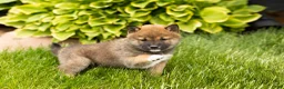 Shiba Inu dogs for sale: Jody  - Ad 3