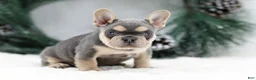 French Bulldog dogs for sale: Kasper - Ad 3